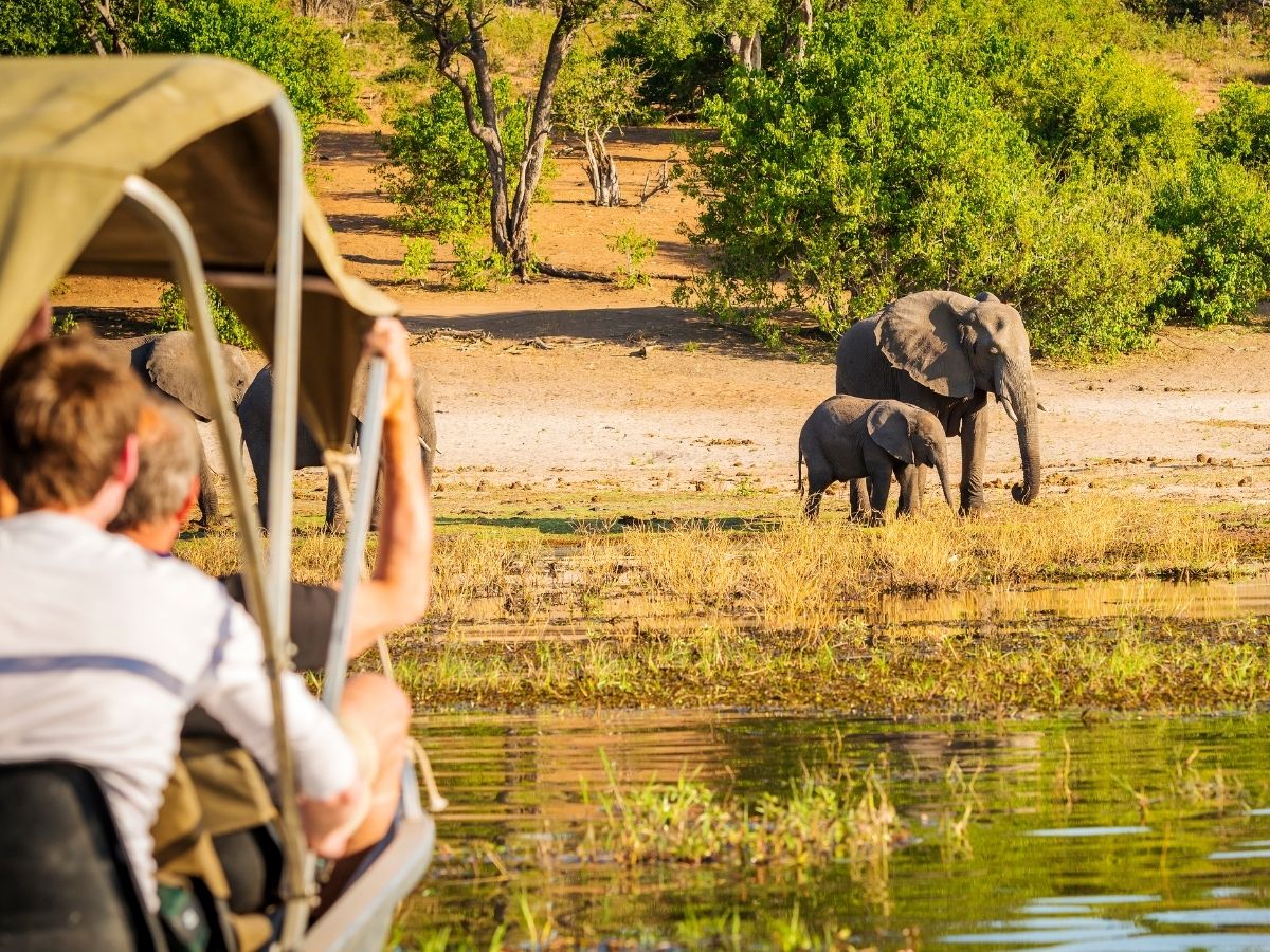 Tourists on an elephant safari in Africa